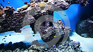 Aquarium with tropical fish and sea urchins.