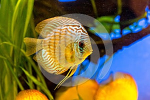 Aquarium with tropical fish of the Symphysodon discus spieces