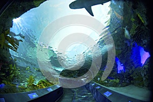 Aquarium tunnel