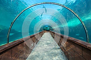 Aquarium Tunnel