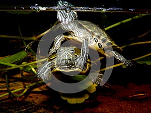 Aquarium turtle.