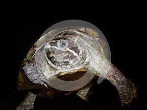 Aquarium turtle.