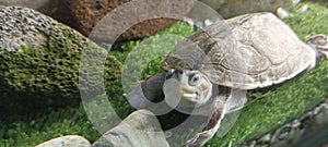 Aquarium turtle water