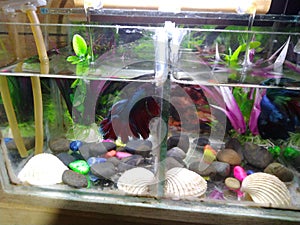 aquarium two fish plant plastick and stone