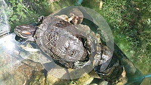 Aquarium with two turtles