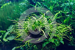 Aquarium with water-plant and animals