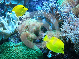 Aquarium with yellow fish