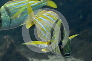 Aquarium yellow fish. Scientific name: Sarpa salpa