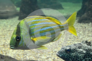 Aquarium yellow fish. Scientific name: Sarpa salpa