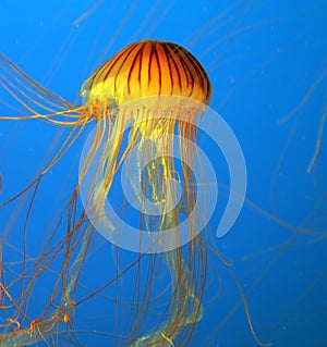 Aquarium with yellow jellyfish