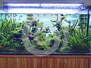 Aquariums are a hobby choice for maintaining the aquatic animal ecosystem
