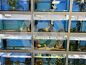 Aquariums in a pet store