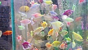 aquariums with small colorful fish at the animal fair or in the pet store.