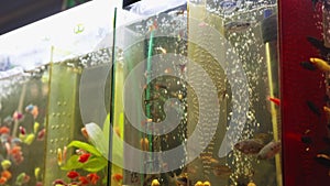 aquariums with small colorful fish at the animal fair or in the pet store.