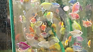 aquariums with small colorful fish at the animal fair or in the pet store.