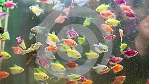 aquariums with small colorful fish at the animal fair or in the pet store.