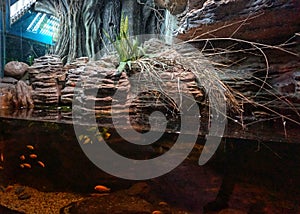 Aquariums with tropical animals and fish at the Kiev Zoo.