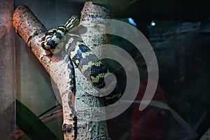 Exotic snakes in the terrarium of the Kiev Zoo