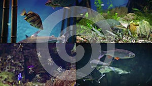 Aquariums and undersea life of fishes, collage shot of four videos photo