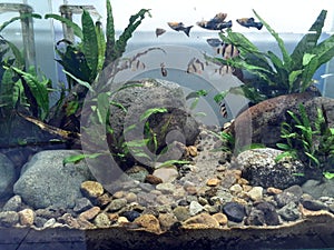 aquascape