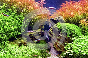 Aquascape photo