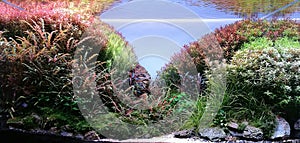Aquascape aquarium with various freshwater plants photo