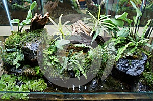 Aquascape design in small glass aquarium photo