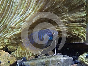 Aquascape fish, namely ralis