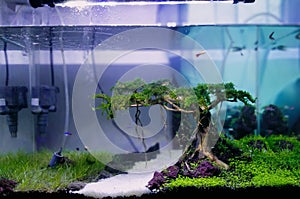 Aquascape handmade natural photo