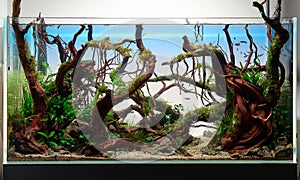 Aquascaped aquarium with live plants