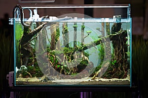 Aquascaped freshwater aquarium with neon fish, live plants, Frodo stones and Redmoor roots. Jungle style aquascape