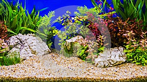 Aquascaping of the beautiful planted tropical freshwater photo