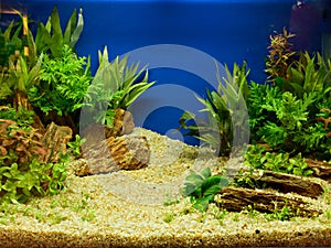 Aquascaping of the planted aquarium