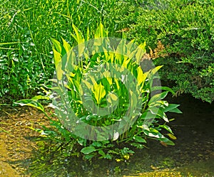 Aquatic alisma plant