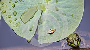 Aquatic Amphibian Southern American Bullfrog in Lilly Pond Green Pig Frog Under Water in Concrete Garden Pond Close Up Frog Photo
