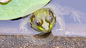 Aquatic Amphibian Southern American Bullfrog in Lilly Pond Green Pig Frog Under Water in Concrete Garden Pond Close Up Frog Photo