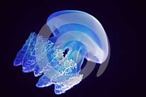 Aquatic animals concept : Jellyfish swimming at aquarium photo