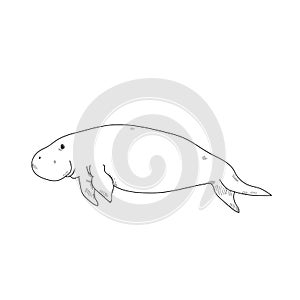 Aquatic Animals Dugong Drawing Illustration.