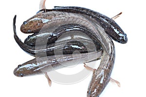 Aquatic Animals striped striped snakehead fish