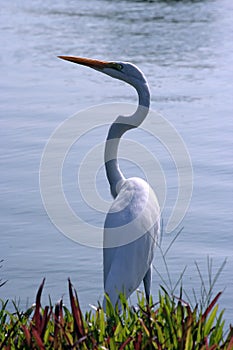 Aquatic bird photo