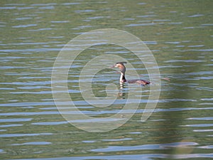 Aquatic bird with plume of feathers swimming, lerida, spain, europe