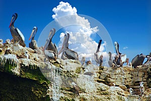 Aquatic birds at Paracas National Reservation, or the Peruvian Galapagos photo