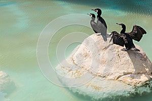 Aquatic birds on a rock