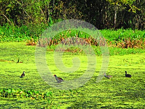 Aquatic birds walking on floating aquatic vegetation