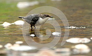 An aquatic blackbird in a river in Cantabria.