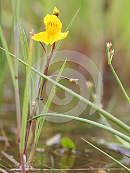 The aquatic bladderwort (Utricularia australis) flowering