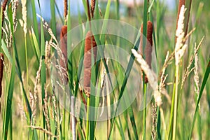 Aquatic Cattail Plants in a Marsh