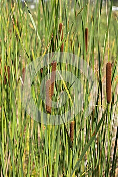 Aquatic Cattail Plants in a Marsh