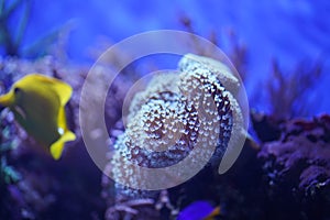 Aquatic Coral Plants and Bright Tropical Fish