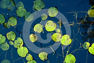 Aquatic decoration by White European water lily leaves